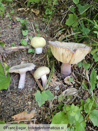 Russula violeipes