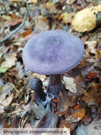 Cortinarius violaceus