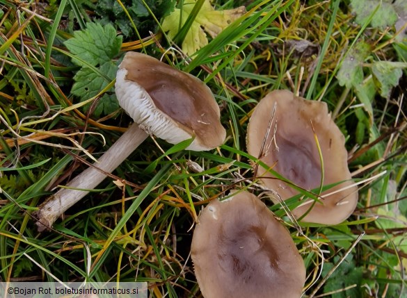 Melanoleuca friesii