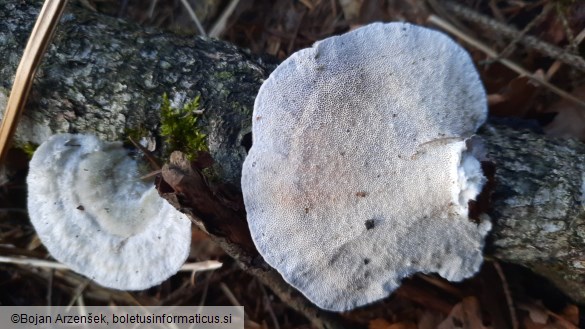 Trametes hirsuta