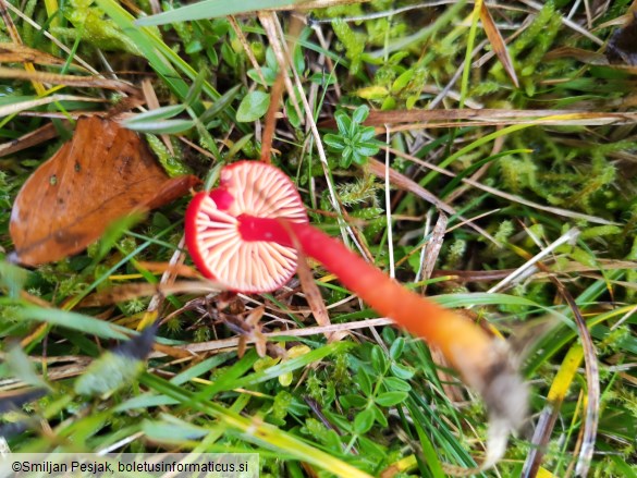 Hygrocybe coccinea