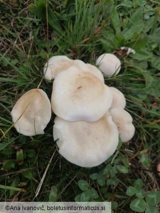 Clitocybe fasciculata