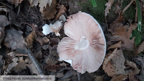 Volvariella hypopithys