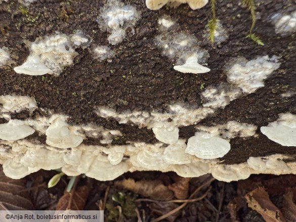 Irpex lacteus
