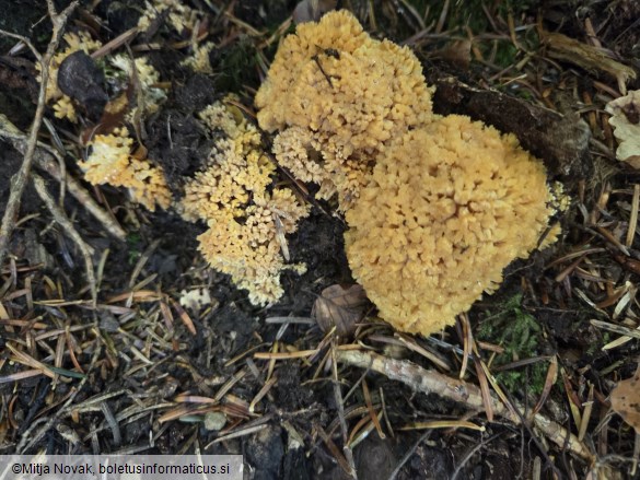 Ramaria pallidosaponaria