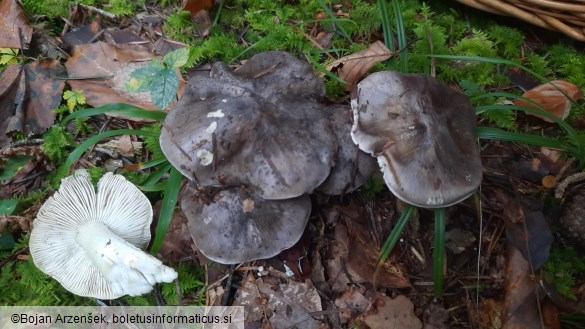 Tricholoma portentosum