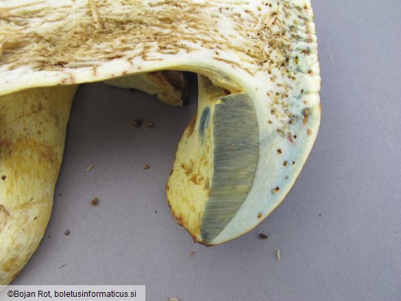 Butyriboletus roseogriseus
