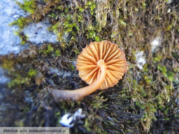 Galerina heterocystis