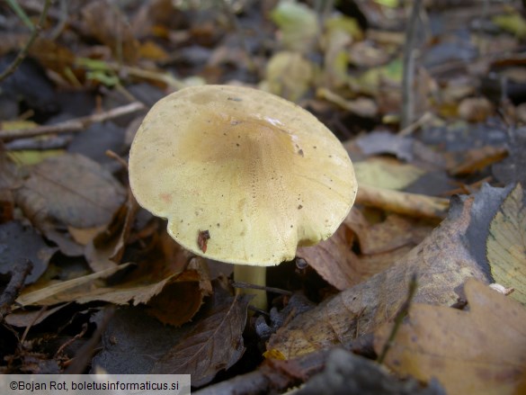 Tricholoma equestre