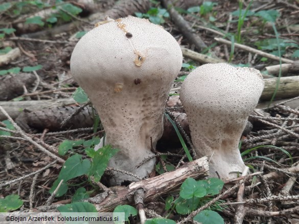 Lycoperdon excipuliforme