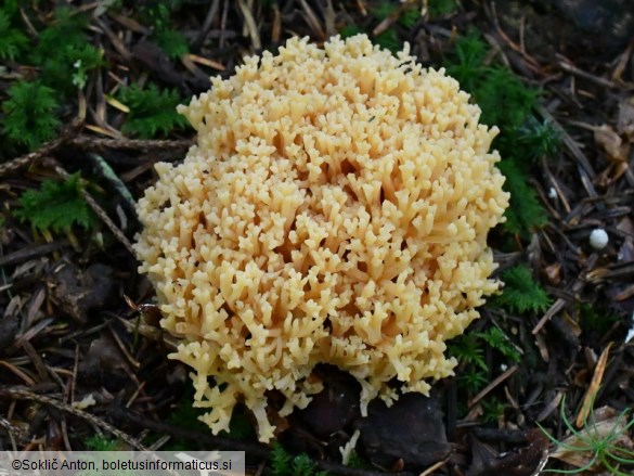 Ramaria flavosalmonicolor