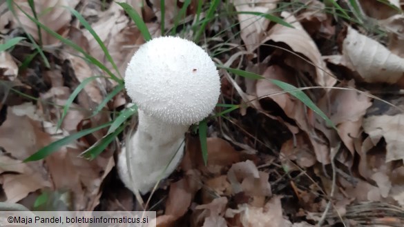 Calvatia excipuliformis