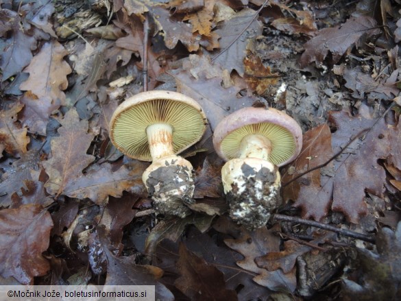 Cortinarius xanthophyllus