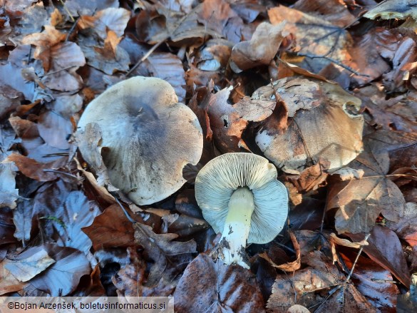 Tricholoma portentosum