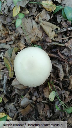 Agaricus essettei