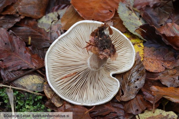Atractosporocybe inornata
