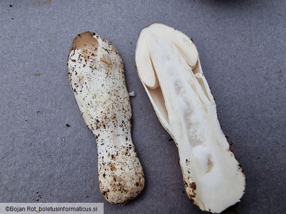 Amanita coryli