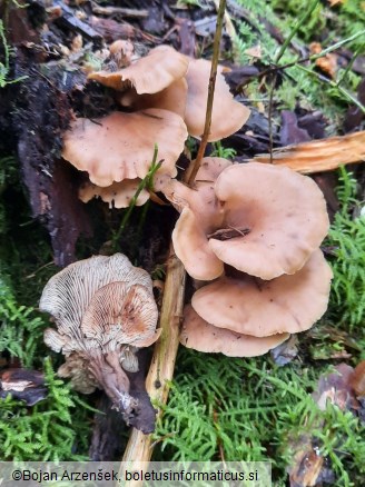 Lentinellus cochleatus