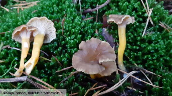 Cantharellus tubaeformis