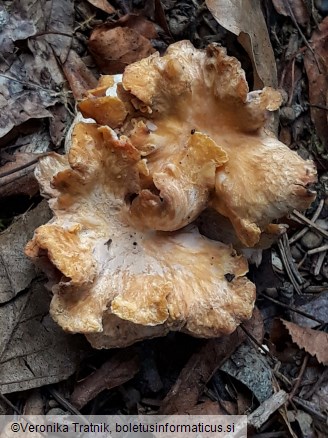 Cantharellus ianthinoxanthus