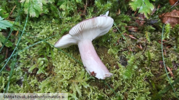 Russula queletii