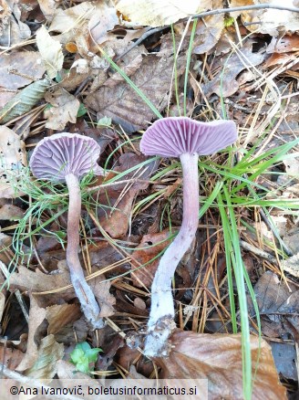 Laccaria amethystina