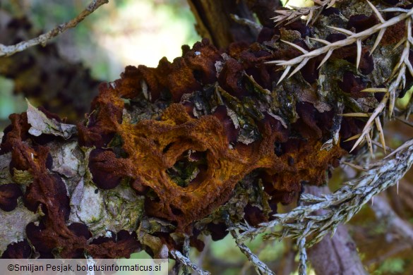 Gymnosporangium tremelloides