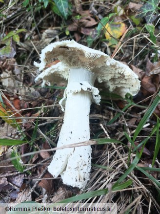 Amanita echinocephala