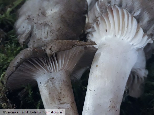 Hygrophorus marzuolus