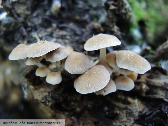 Psathyrella pygmaea