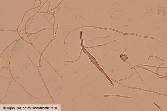 Hohenbuehelia petaloides