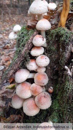Hypholoma sublateritium
