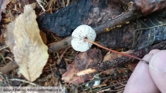 Marasmius scorodonius