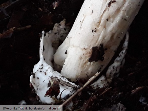 Amanita vaginata