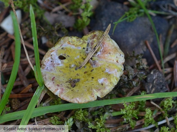 Hypomyces viridis