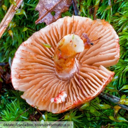 Cortinarius bolaris