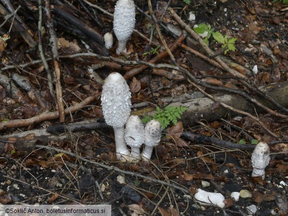 Coprinus comatus