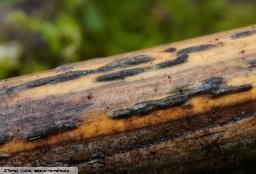 Setoseptoria arundinacea