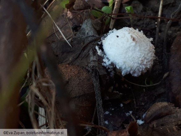 Cystolepiota pulverulenta