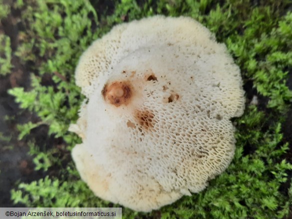 Polyporus tuberaster