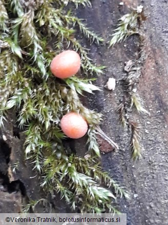 Lycogala epidendrum