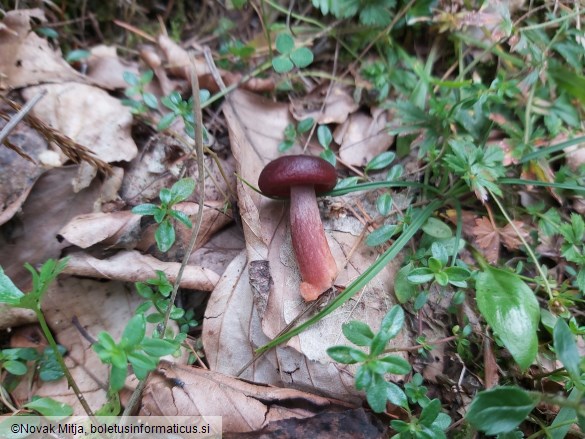 Lactarius badiosanguineus