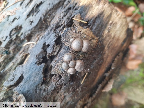 Lycogala epidendrum