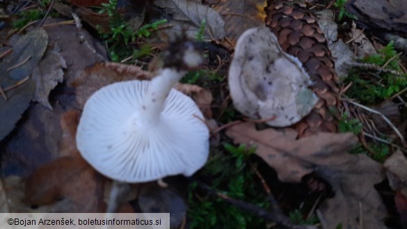 Hygrophorus agathosmus