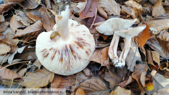 Tricholoma terreum