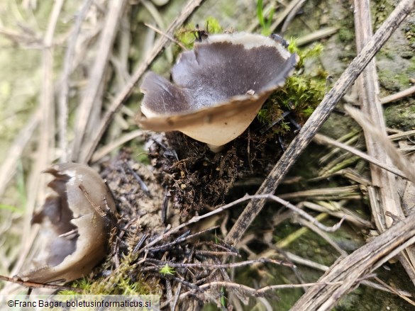 Helvella leucomelaena