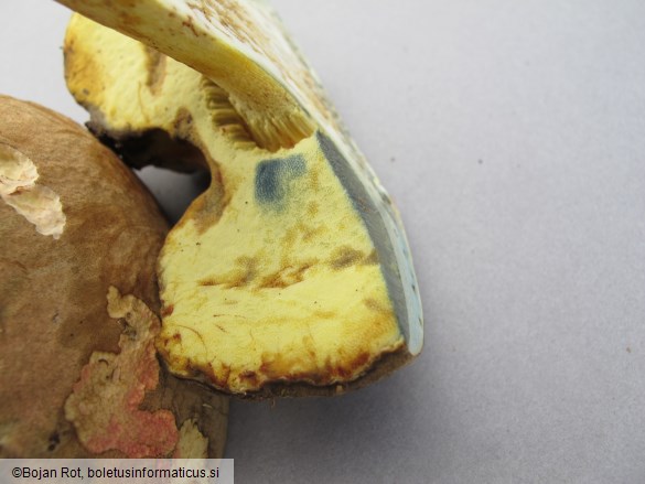Butyriboletus roseogriseus
