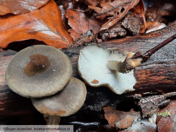 Polyporus brumalis