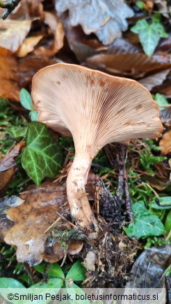 Clitocybe flaccida