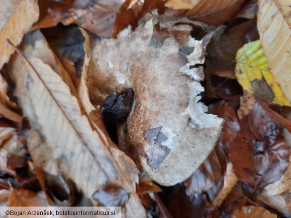 Russula nigricans